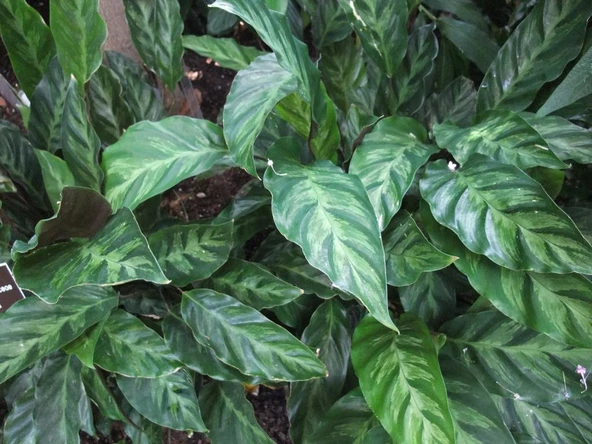 Calathea Louisae - Dua Çiçeği Kaladya - Ev Ofis Salon Iç Mekan Bitkisi - 40 Cm ürün görseli 1