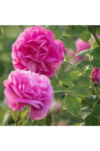 Pembe Reçellik Yediveren Isparta Gülü Fidanı 10-20 cm ürün görseli 1