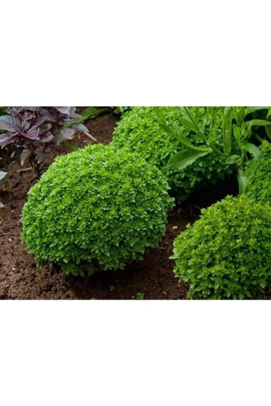 TROPİKAL Top Reyhan (FESLEĞEN) Tohumu 100 Adet ürün görseli 1