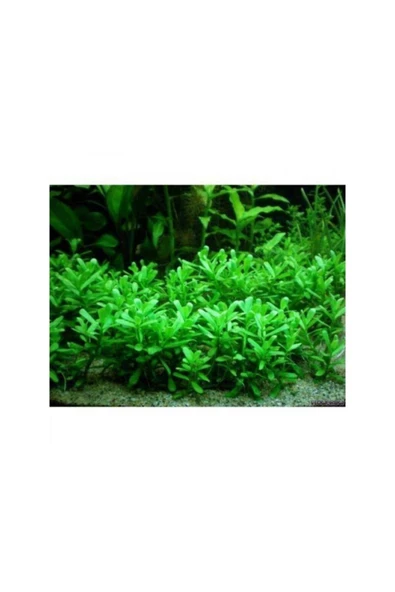 TROPİKAL Bacopa Monnieri 1 Saksı - Resim 2