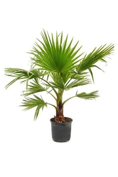 canlipetshop Palmiye Ağacı Tohumu Washingtonia Filifera 180 Adet Tohum (30 Adet*6 pkt) ürün görseli 1