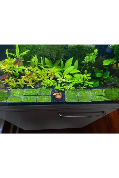 Betta Didyma Java Moss Akvaryum Bitkisi 5x5 Tele Sarılı 10'lu Paket ürün görseli 1