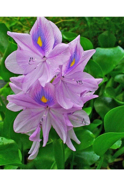 Koi Botanik Eichornia Crassipes (Su Sümbülü) ürün görseli 1