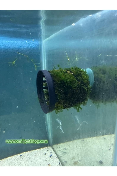 canlipetshop Moss Sarılı Vantuzlu Karides yuvası ( Karides mağarası ve Akvaryum Dekoru) ürün görseli 1