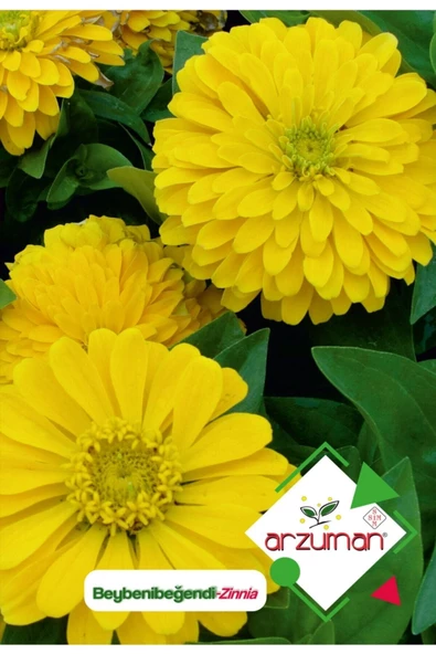 Arzuman Beybenibeğendi (zinnia) Çiçek Tohumu 30 Adet ürün görseli 1