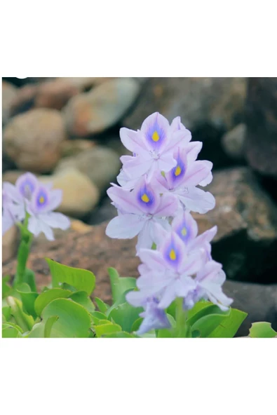 Koi Botanik Eichornia Crassipes (Su Sümbülü) - Resim 2