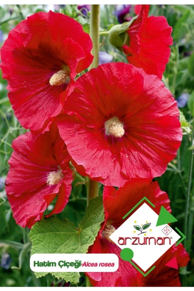 Arzuman Hatim Çiçeği (alcea Rosea) Çiçek Tohumu 50 Adet ürün görseli 1