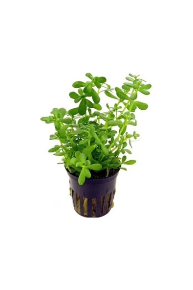 TROPİKAL Bacopa Monnieri 1 Saksı ürün görseli 1