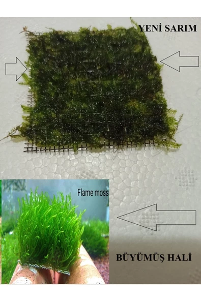KARİDES MARKET 2 ADET 5-5 Cm Flame Moss YENİ TELE SARIM ürün görseli 1