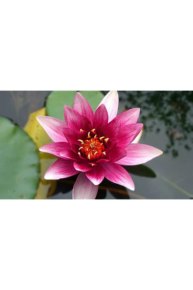 canlipetshop Canlı Lotus, Gölet Ve Havuz Bitkisi Kırmızı Çiçekli (Nymphaea Lotus Zenkeri) ürün görseli 1