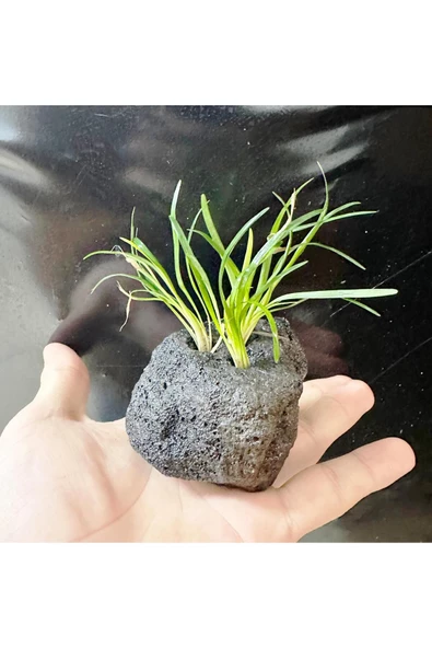 canlipetshop Lav Kayasına Tutturulmuş Ophiopogon japonicus Minima (Zemin Bitkisi) 3 kök 4-5 Cm ürün görseli 1