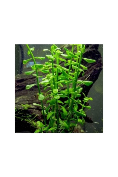 TROPİKAL Bacopa Monnieri 1 Saksı - Resim 3