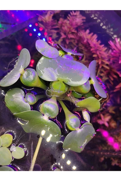 aquvarium Eichhornia crassipes (Su Sümbülü) M Boy Canlı Akvaryum Bitkisi - ADET (5-6 Yaprak) ürün görseli 1