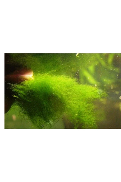 Tropica Canlı Doğuran Türleri Için Yemeklik Canlı Yosun 2 Pkt + 1 Pkt ürün görseli 1