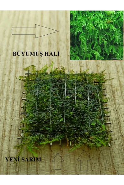 KARİDES MARKET 2 ADET 5-5 Cm Weeping Moss YENİ TELE SARIM ürün görseli 1