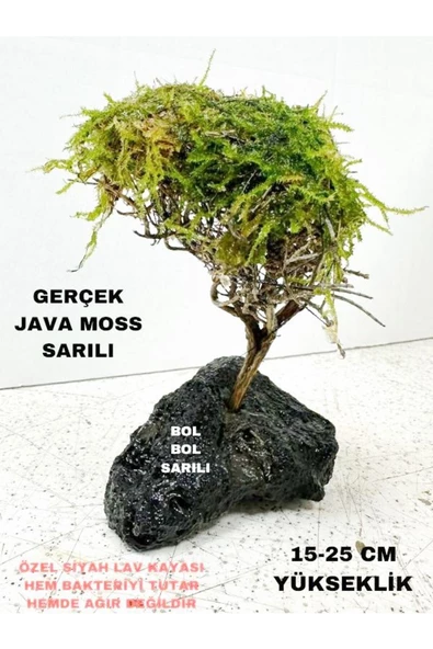 canlipetshop Moss Sarılı Ağaç Figürü Lav Kayasında Moss Ağacı Karides Yuvası Ve Akvaryum Dekoru 15-20 Cm Boy ürün görseli 1