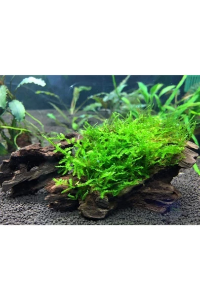 TROPİKAL Moss "mango Köküne Sarılı Java Moss" - Resim 3