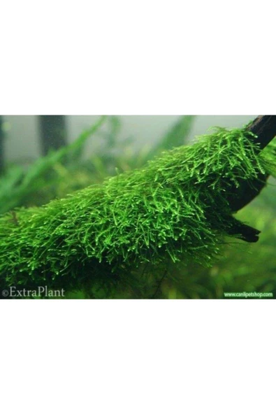 TROPİKAL Moss "mango Köküne Sarılı Java Moss" ürün görseli 1