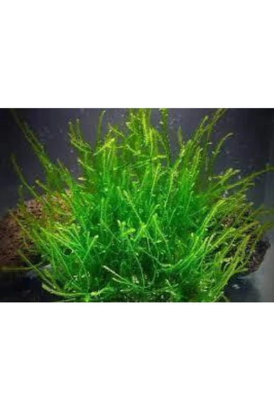 AQUALAND Akvaryum Java Moss 5x5 Tabakaya Bol Sarılı ürün görseli 1