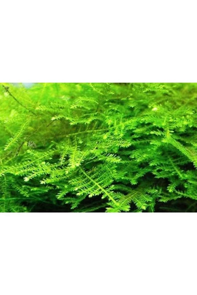 Atakan Petshop Christmas Moss Cup Canlı Bitki ürün görseli 1