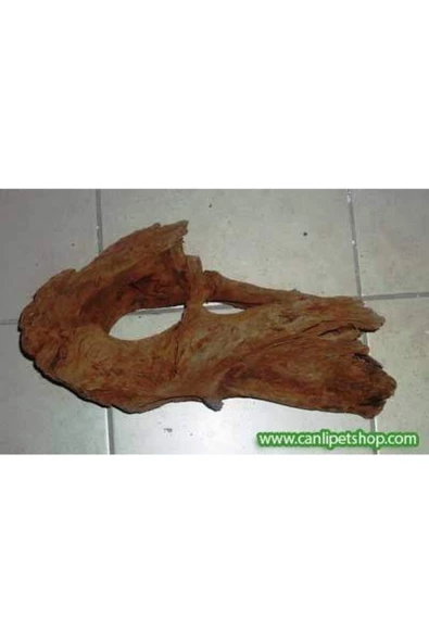 TROPİKAL Mango Kökü Büyük Boy 30-35 Cm ürün görseli 1