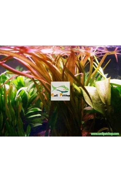 TROPİKAL Vallisneria Marmor - Kızıl Uçlu Saz 5 Kök ürün görseli 1