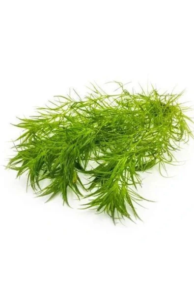 Promedanature Guppy Grass Najas Guadalupensis Buket ürün görseli 1