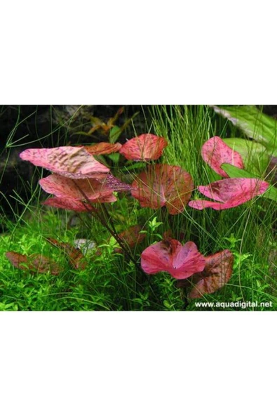 TROPİKAL Nymphaea Lotus (zenkeri) 1 Ad ürün görseli 1
