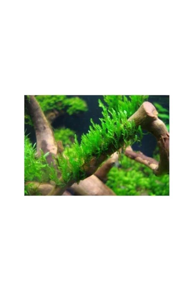 TROPİKAL Moss "dala Sarılı Java Moss" ürün görseli 1