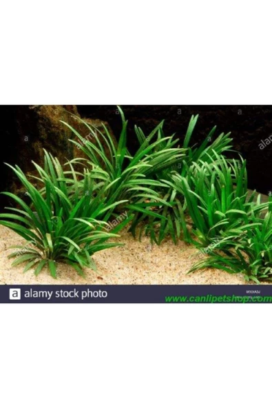 TROPİKAL Ophiopogon Japonicus Minima (zemin) 3 Kök ürün görseli 1
