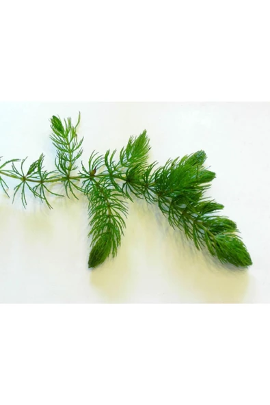 BabelHome Ceratophyllum Demersum (TİLKİ KUYRUĞU ÇAM) Akvaryum Bitkisi - 5 Kök ürün görseli 1