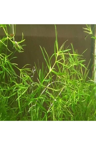 BIO AQUATIC Najas Guadulapensis (guppy Grass) Lepistes Otu 8 Adet ürün görseli 1