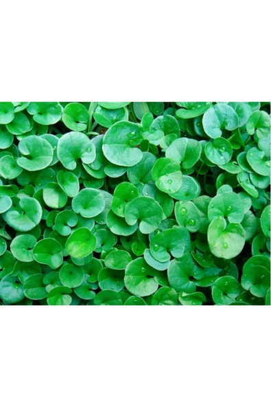 TROPİKAL Dichondra Repens 1 Saksı 30-40 Kök ürün görseli 1