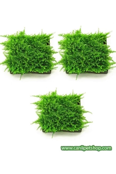 TROPİKAL Moss "java Moss" 3 Adet 5*5 Cm2 Yeni Sarım ürün görseli 1