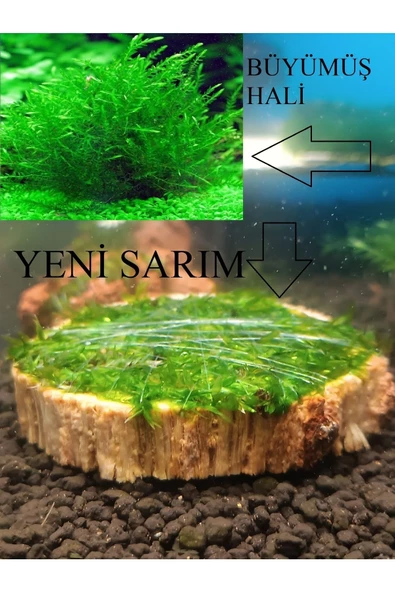 KARİDES MARKET 4-5 Cm Ağaç Diliminde Kütüğe Yeni Sarım Willow Moss Tasarımı Canlı Bitki ürün görseli 1
