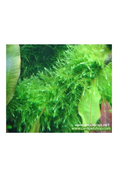 TROPİKAL Moss -willow Moss (fontinalis Antipyretica) ürün görseli 1