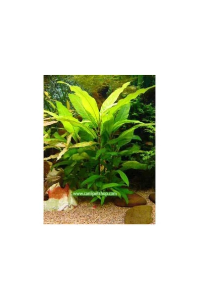 TROPİKAL Hygrophila Corymbosa -limon 10 Kök ürün görseli 1