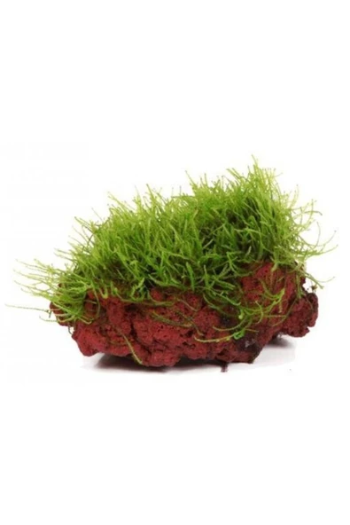 TROPİKAL Moss "kayaya Tutturulmuş Java Moss" ürün görseli 1