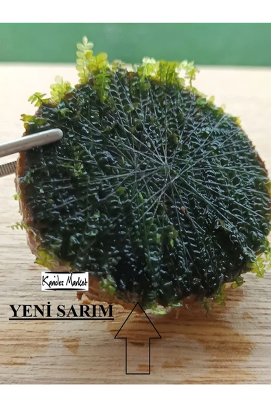 KARİDES MARKET 4-5 Cm Ağaç Diliminde Kütüğe Yeni Sarım Cameroon Moss Tasarımı Canlı Bitki ürün görseli 1