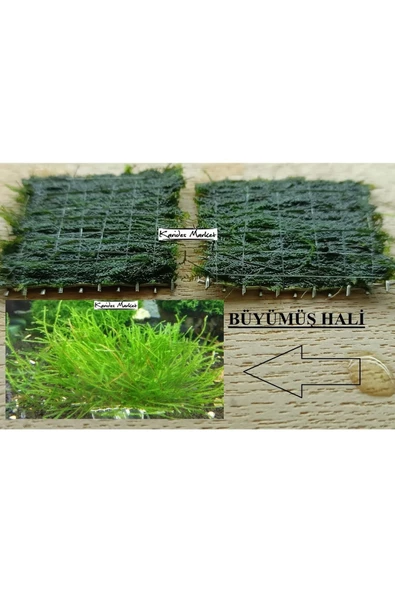 KARİDES MARKET 2 Adet 5-5 Cm Java Moss Yeni Tele Sarılı ürün görseli 1