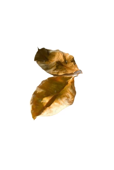 canlipetshop Kauçuk Yaprağı 100 Ad 15-20 Cm Su Yumuşatıcı ürün görseli 1