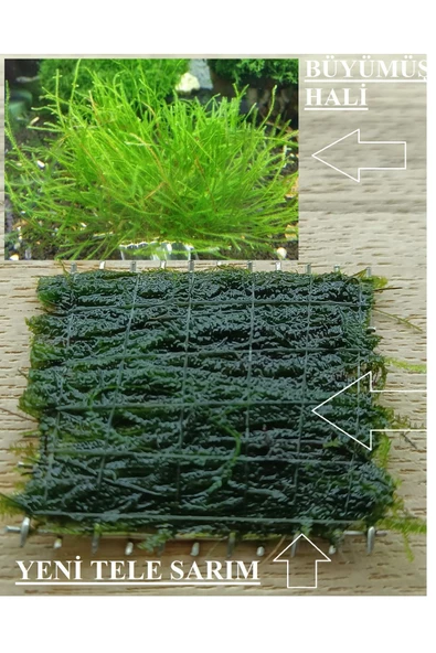KARİDES MARKET 2 Adet 5-5 Cm Java Moss Yeni Tele Sarılı - Resim 2