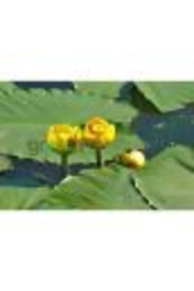 canlipetshop Nilüfer Nuphar Japonica Su Üstü Bitkisi Soğan Halinde 2 Adet ürün görseli 1