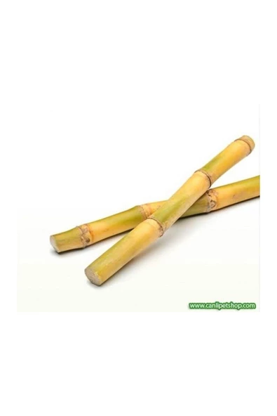 canlipetshop Y-karides Yuvası Ve Üretim Kamışı 5 Ad 8 Cm ürün görseli 1