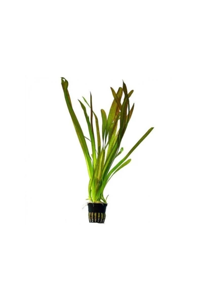 TROPİKAL Vallisneria Nana (saz) 1 Saksı ürün görseli 1