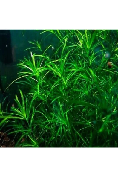 BIO AQUATIC Najas Guadalupensis  1 Paket 3 Adet Lepistes Otu Guppy Grass ürün görseli 1