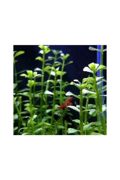 TROPİKAL Bacopa Monnieri 10 Adet - Resim 2