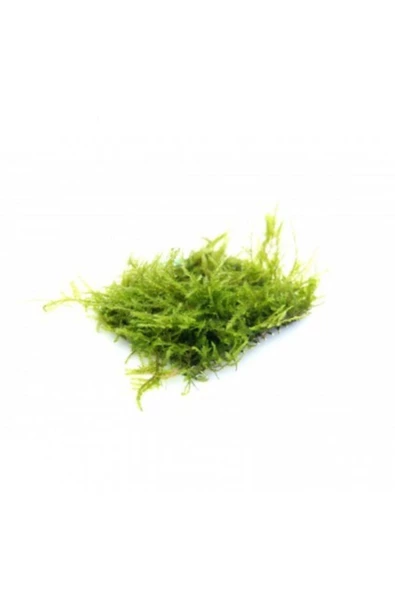 BIO AQUATIC Java Moss 5x5 Cm Akvaryum Zemin Ve Dekor Süsleme Bitkisi. ürün görseli 1