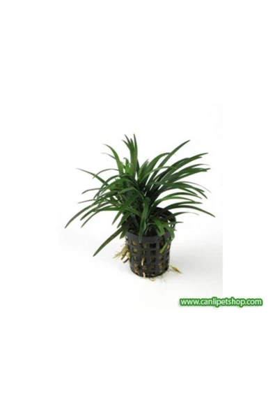 TROPİKAL Ophiopogon Japonicus Minima (zemin) 3 Kök 1 Saksı 4-5 Cm ürün görseli 1