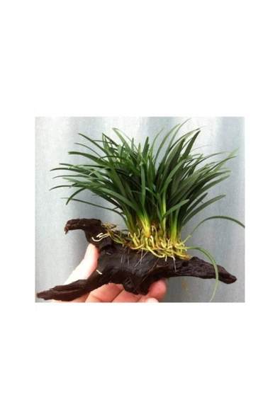 TROPİKAL Ophiopogon Japonicus Mango Kütügüne Tutturulmuş Minima 5 Kök ürün görseli 1